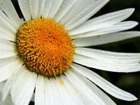 Dans les rues étroites d'Ericce se trouvaient milles et unes surprises, du point de vue sur la ville, à la vue du château, en passant par d'adorables fleurs, et des paysages aux allures déformées par le brouillard... ♥