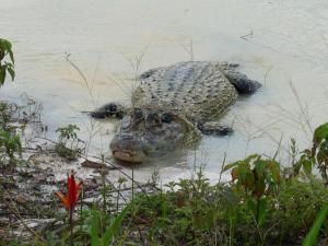 Voici quelques animaux que l'on peut voir ici en Guyane ! Autant que possible, je vous ai mis les noms. Rendez-vous ici pour les voir ensemble ;)