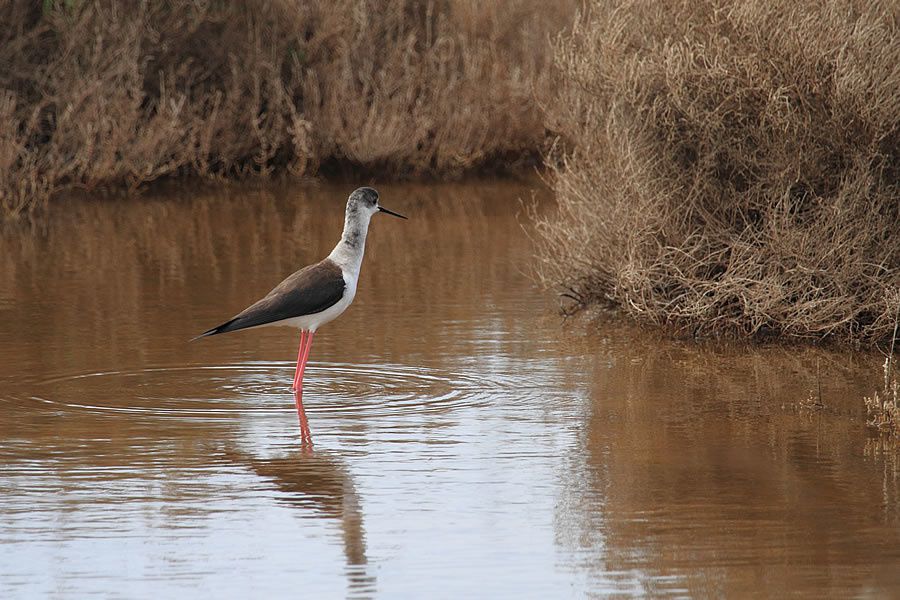 Album - Faune-Oiseau-11