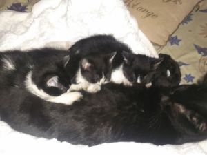 Petits chatons cherchent famille aimante :-)