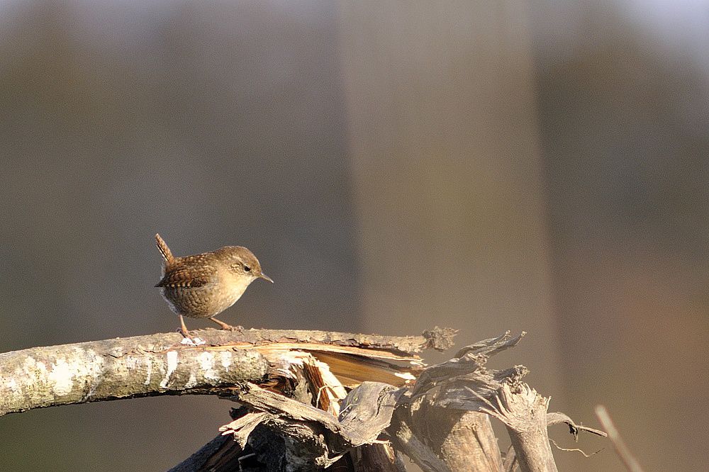 Album - Les oiseaux des jardins