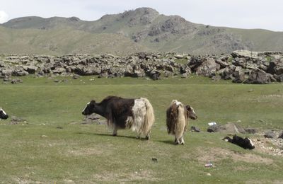 L'Arkhangaï (Mongolie, 15/07 - 13/08/09)