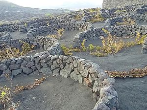 Los zocos, murets typiques de la culture viticole de Lanzarote