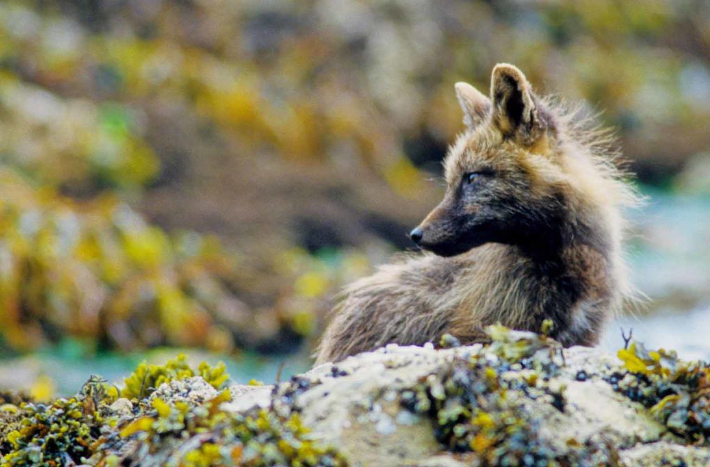 Album - oiseaux et mammifères-d-Alaska