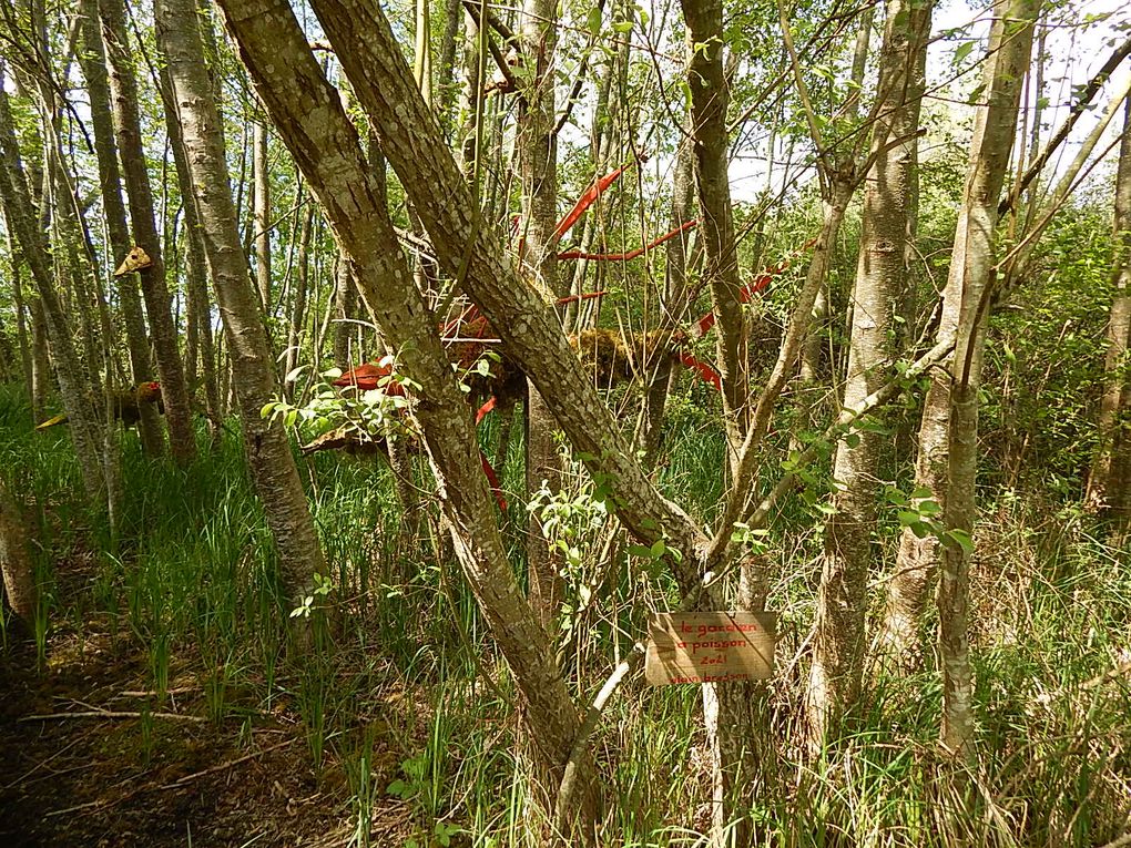 PLANTES SAUVAGES COMESTIBLES AU MARAIS DES RINCEAUX