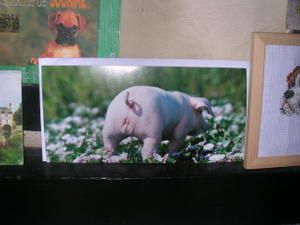 <p>voici r&eacute;uni la quasi totalit&eacute; de ma collection de cochons</p>
<p>&nbsp;</p>