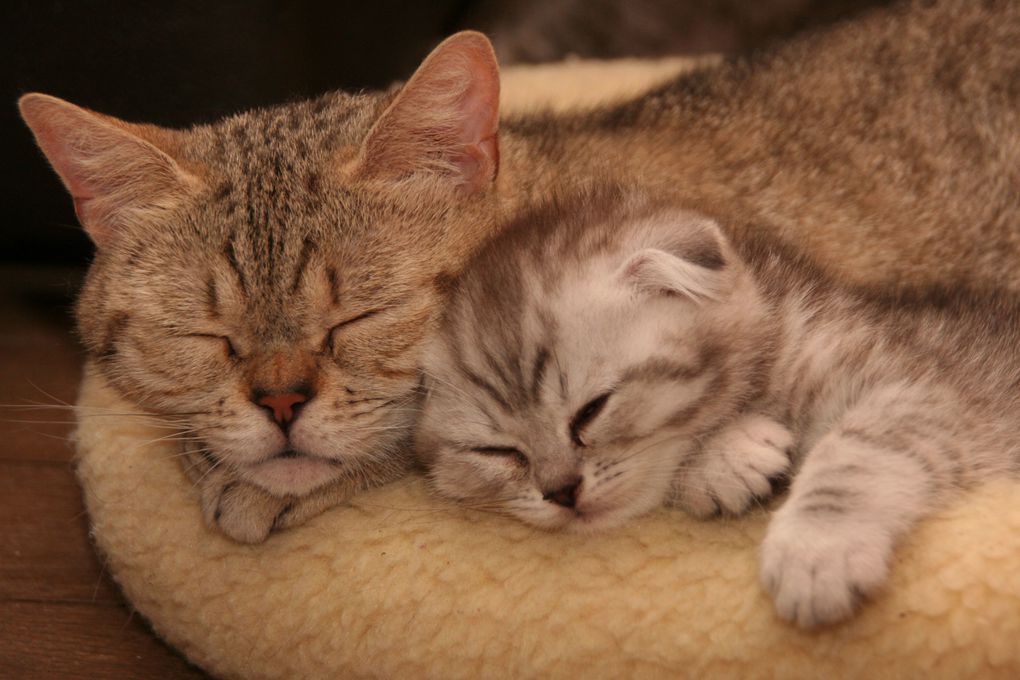 Photos de nos chatons de 2012.
Première portée : Falbala (Brtitish Shorthair)+ Dwayne (Highland Fold)