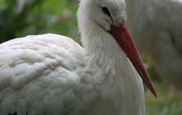 La cigogne blanche, emblême de l'Alsace