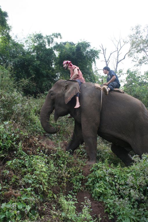 Depart pour le Nord Thailande.
Escale "obligee" a Chiang Mai. Visie de temples, nombreux dans la vieille ville. Training d'elephants.- Pai reggae fest