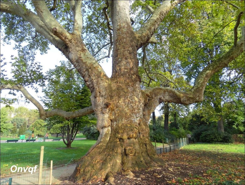Platane d'Orient, Parc Monceau, Paris 8e (Paris 75) AA