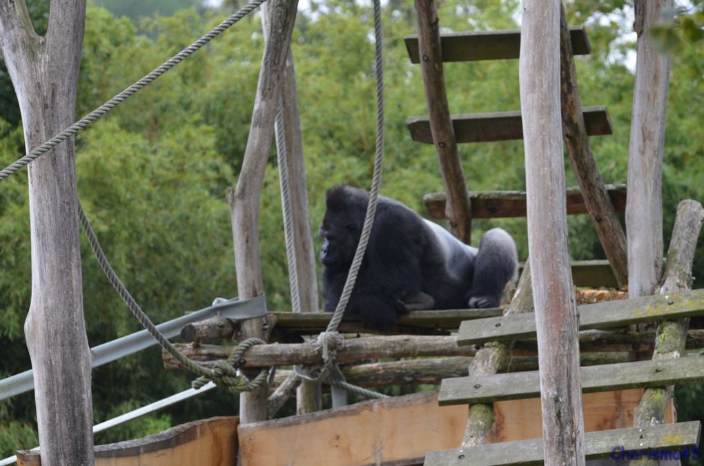 Zoo de Beauval en camping-car (Voyages en camping-car)