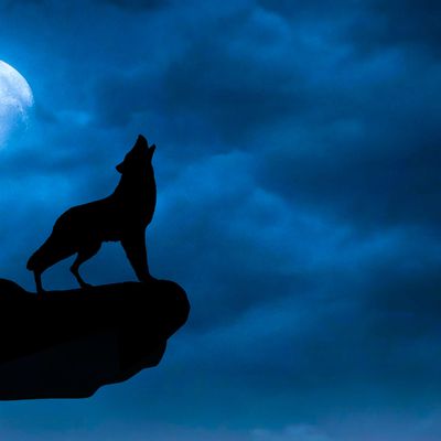 Loup - Lune - Nuit - Nuages - Photographie - Wallpaper - Free