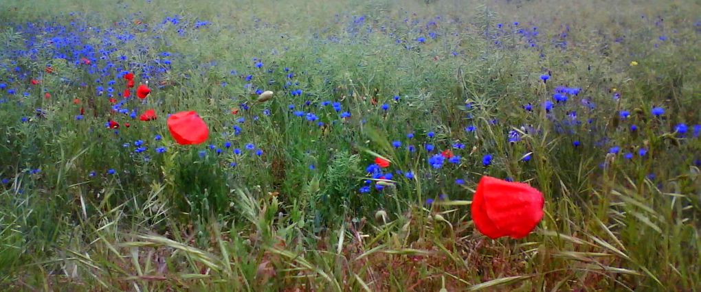 Album - COQUELICOTS