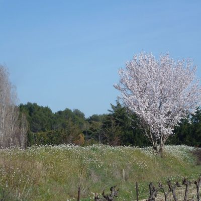 C'est déjà le printemps en Provence pour #photodimanche