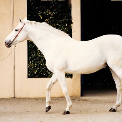 L’héritage d’une fille de Dairin, petite fille de Knour de Plaisance