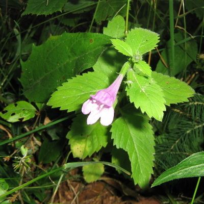 Quelles sont les meilleures plantes médicinales et leurs propriétés ?