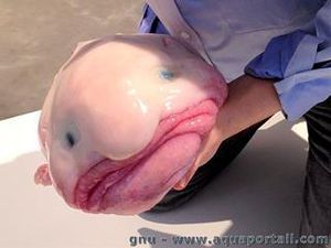 LE BLOBFISH - Un poisson très particulier.