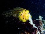 Voyage-plongée: Tubastraea sp., Corail-soleil la nuit