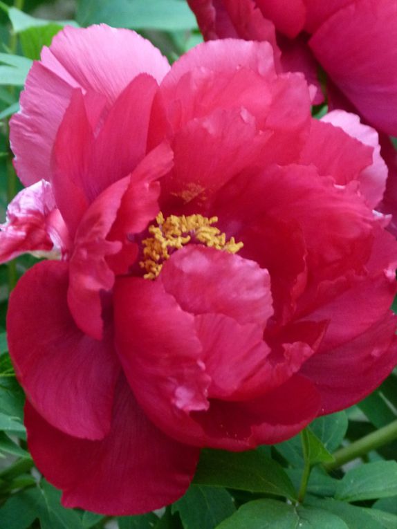 De belle fleurs que j'ai prises en photo elles sont magnifiques