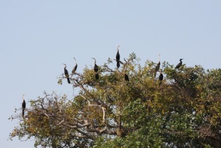 Album - TONE-SAP-LAKE-ET-RESSSERVE-ORNITHOLOGIQUE