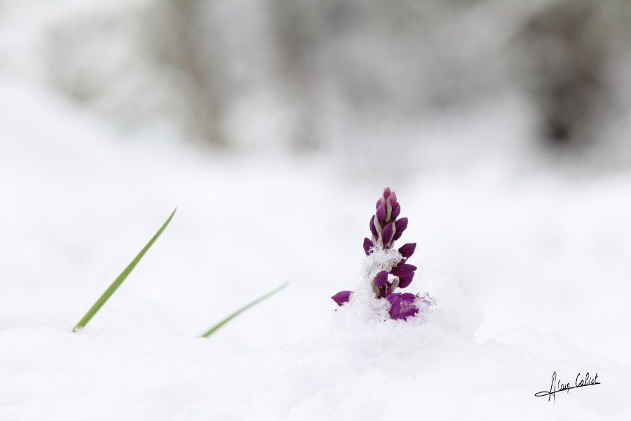 Orchis male