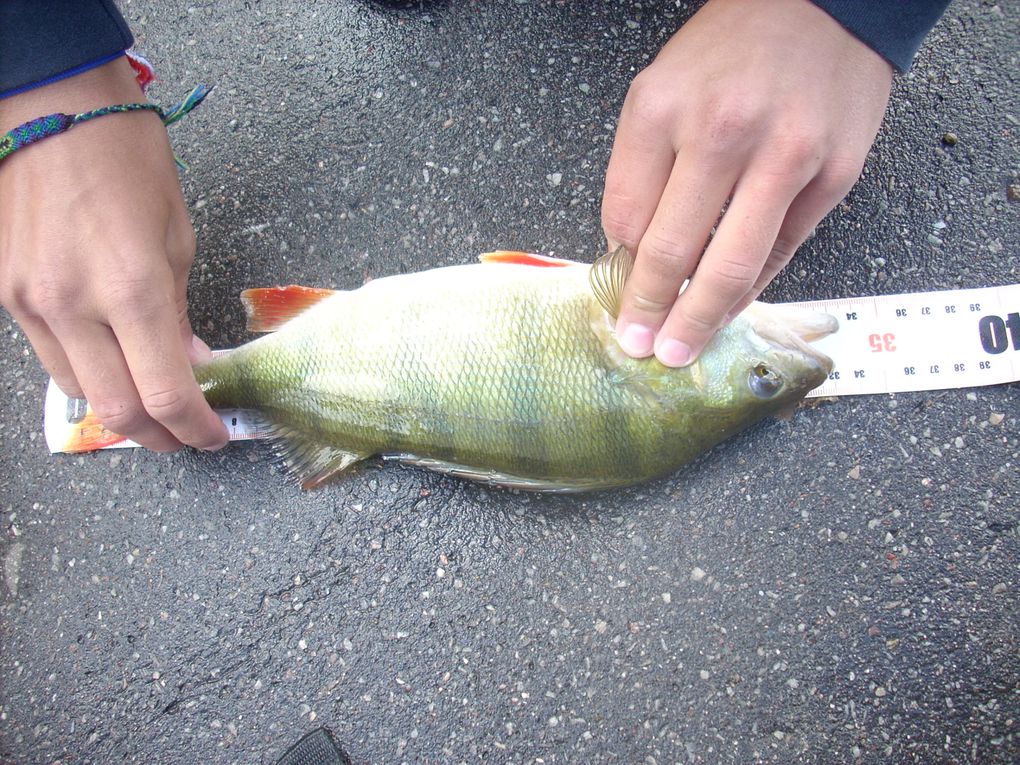 poissons des diffèrentes sorties de 2011