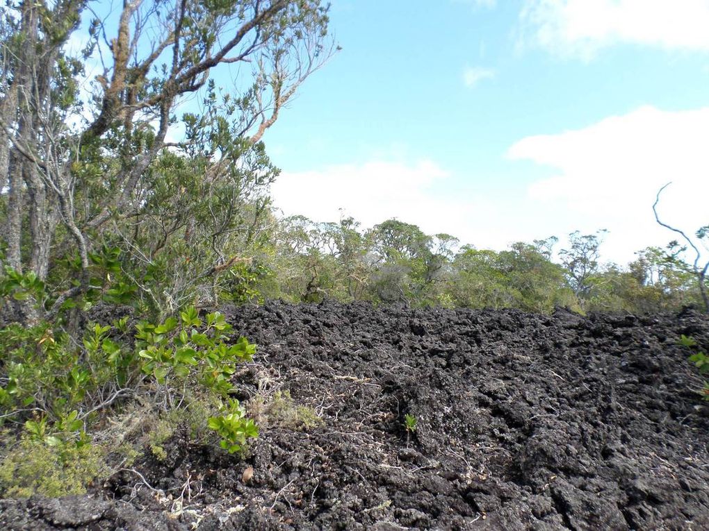 Rangitoto Island : l'île du volcan qui sommeille