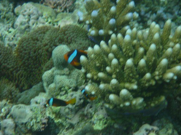 Album - Great Barrier Reef