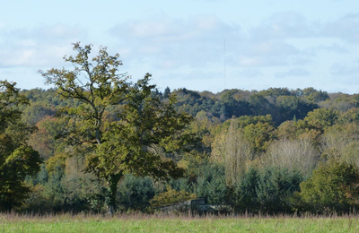 Le Bois de Bouery est Sauvé ?