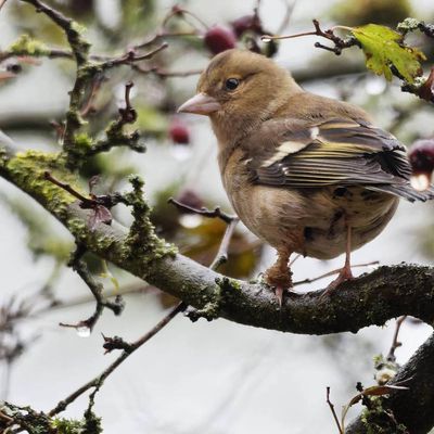 Maladies des pattes des oiseaux