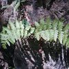 Fleurs et plantes des Pyrénées en juillet