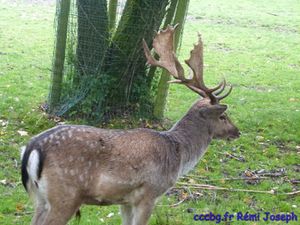 Parc animalier de Sainte-Croix, escapade en Moselle (Camping-car-club-Beauce-Gâtinais)