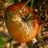 Quelle maladie ont mes tomates ?