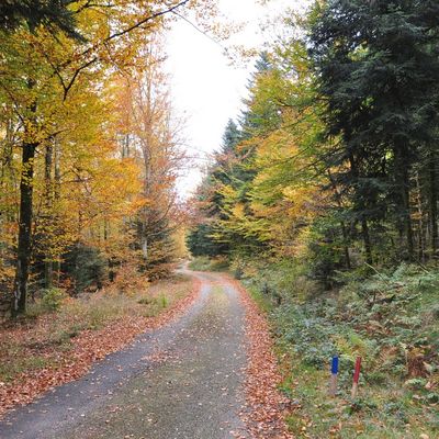 Un Automne Flamboyant