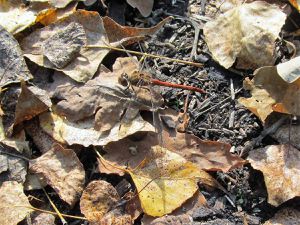 Goldenes Herbstgefühl - # Moose und mehr