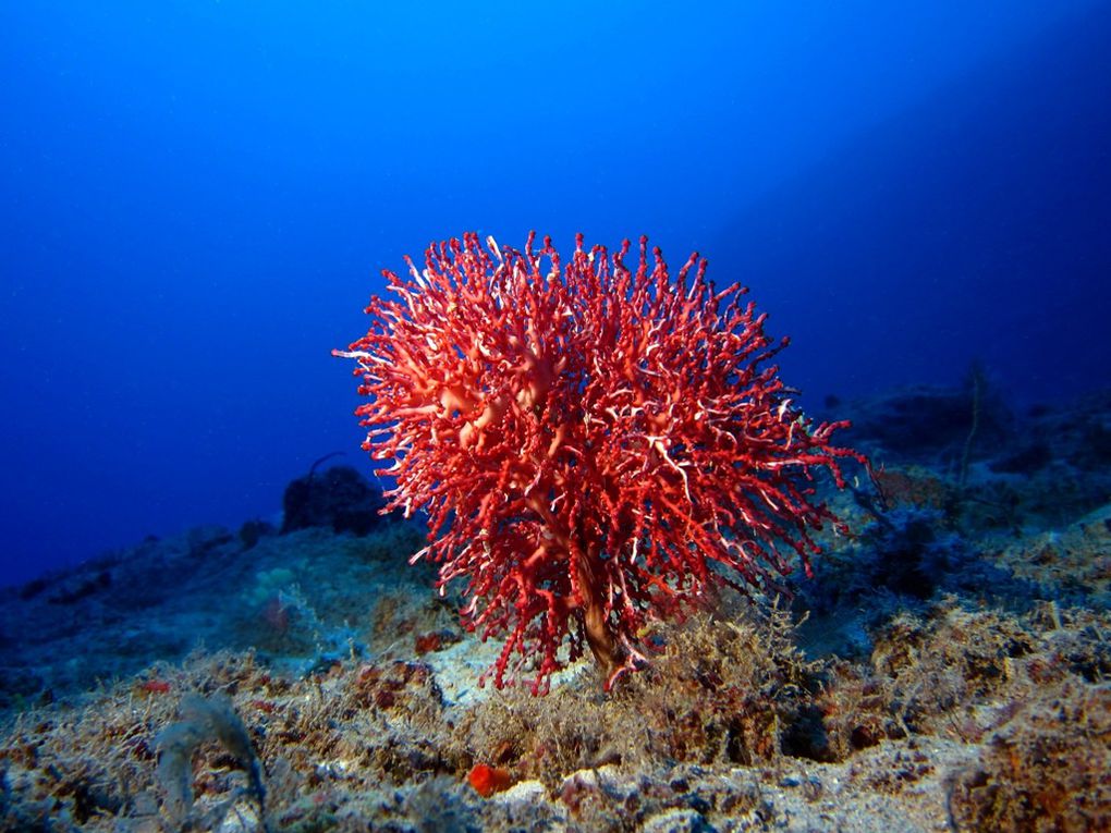 Album - Corail