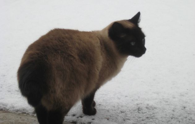 ptit coeur et la neige