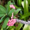 La Réunion - Plants&Flowers