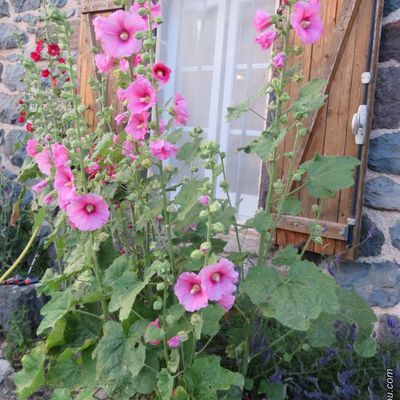 Quelques fleurs de mon jardin de Haute-Loire