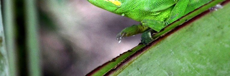 Caméléon endémique de Mayotte (Furcifer polleni)