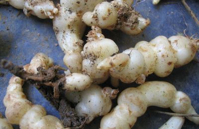 Le crosne du Japon : Stachys affinis Famille des lamiacées