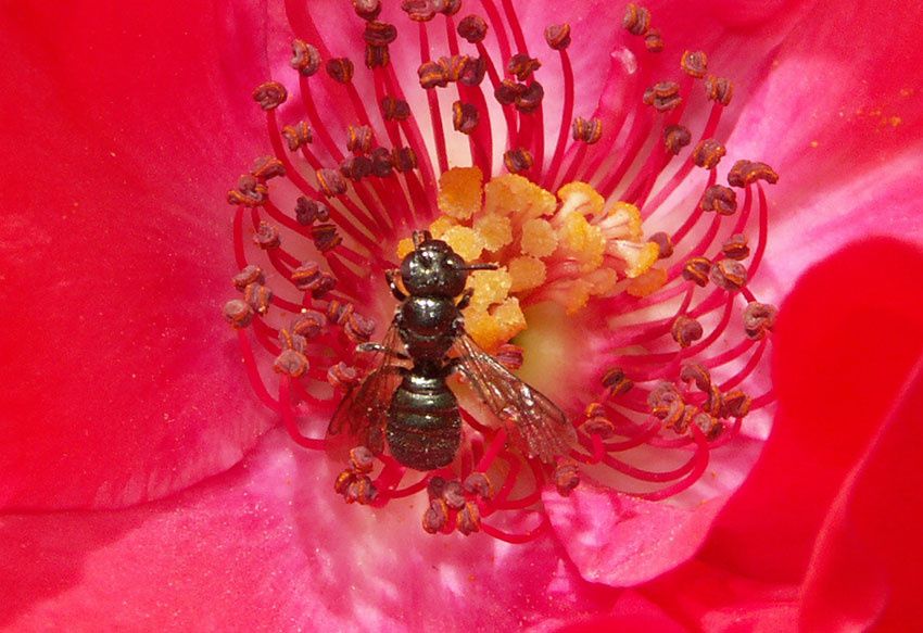 Quelques photos d'abeilles - au sens large - les Apoidea, la super famille, avec près d'un millier d'espèces connues rien qu'en France !... plus de 20 000 dans le monde, mais il en reste plein, plein à découvrir... ;-)

<div style='width:450;di