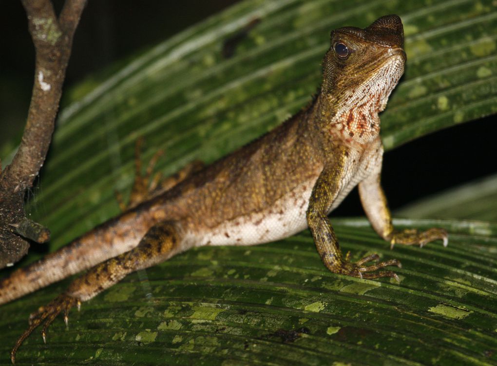 Album - Amazonie Napo Wildlife Center