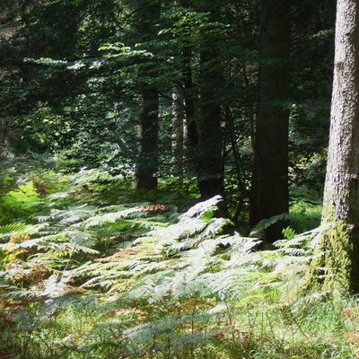 Dimanche 18 novembre 2018: célébration de l'automne en forêt qui Soigne! ( Bruxelles)