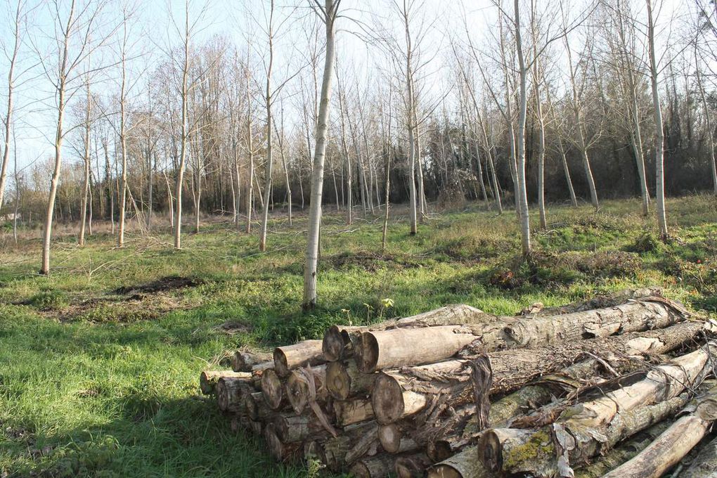 Les marais, les peupliers et le pont romain