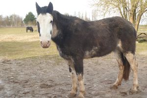 Qu'aimons nous chez les poneys ?