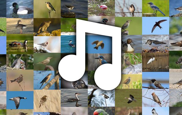 293 chants, cris et images d'oiseaux. Sympa !