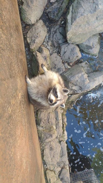 Visite du parc animalier d'Auvergne