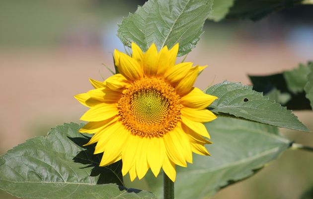 Fleurs de la campagne Rabastinoise...