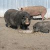 Une trentaine de cochons à placer, de 3 mois à 5 ans et de 50 à 400 kg.